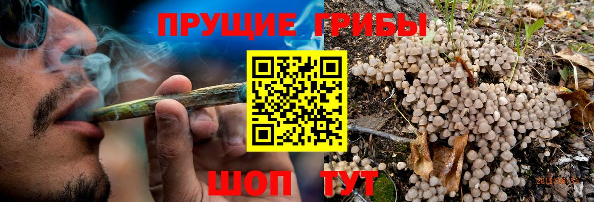 Галлюциногенные грибы Psilocybe Ростов Великий